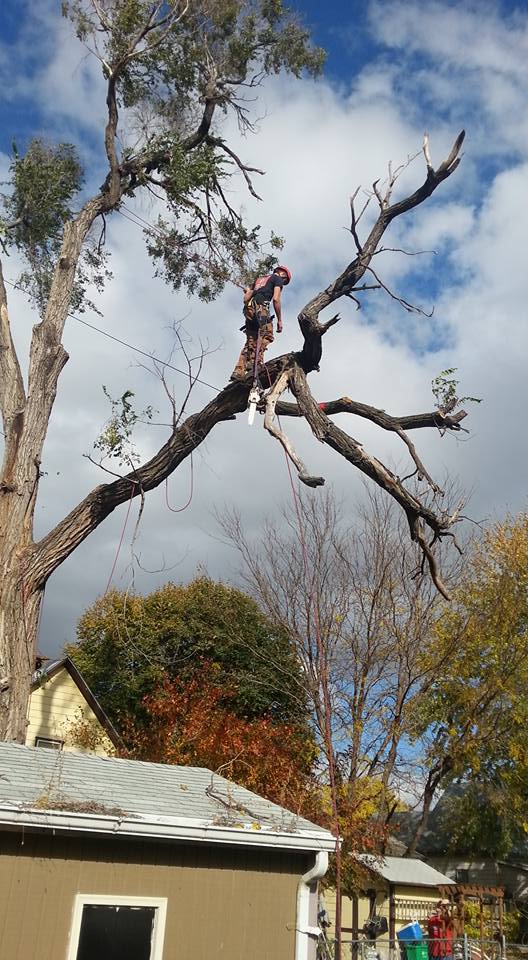 Lincoln nebraska tree service Elm 9.jpg