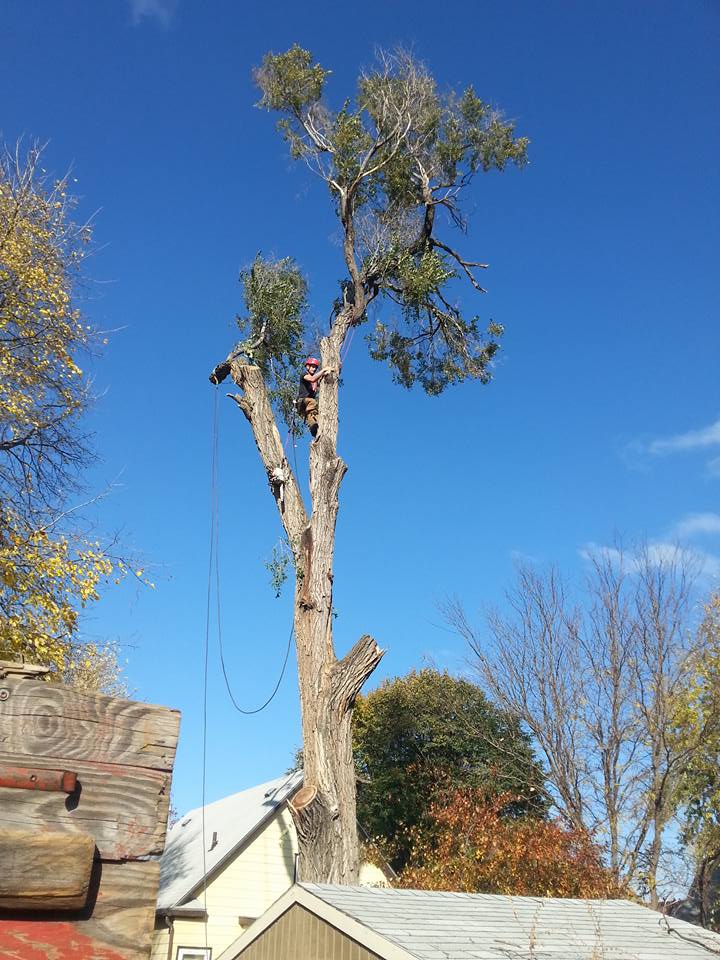 Lincoln nebraska tree service Elm 7.jpg