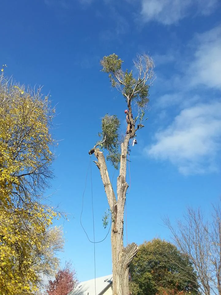 tree service in lincoln nebraska elm 6.jpg