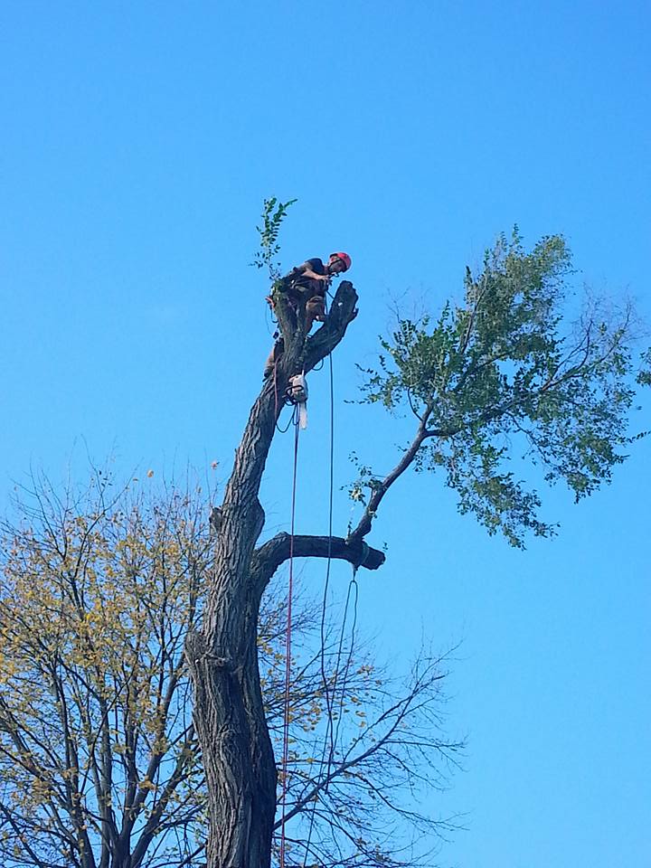 Tree Service in lincoln nebraska elm 5.jpg