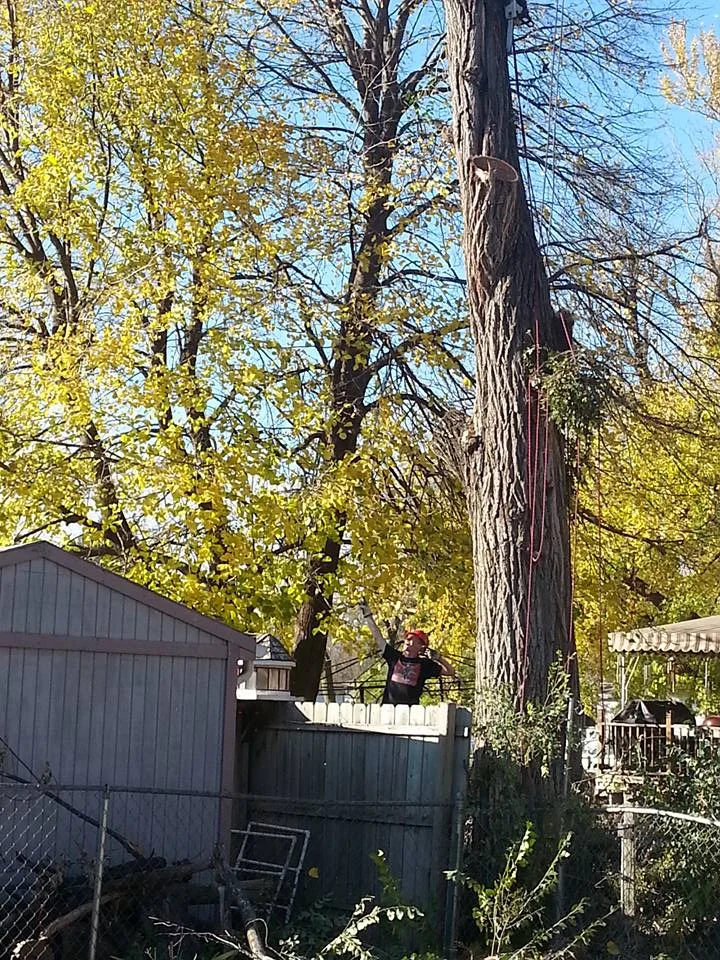 Lincoln Tree service Elm 2.jpg