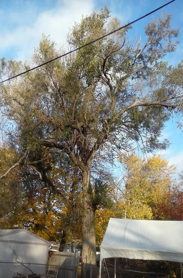 tree elm 1.jpg