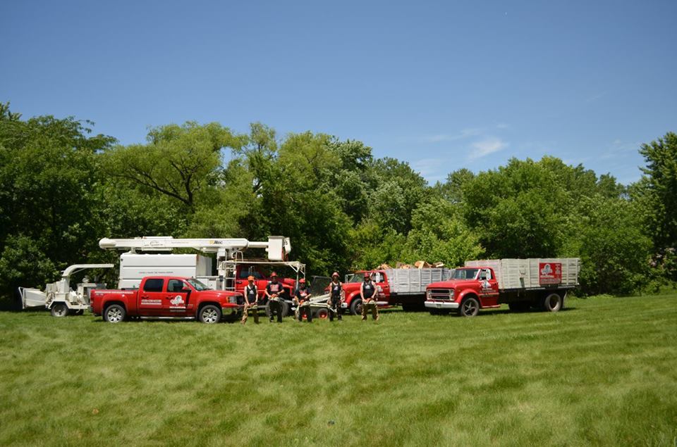 tree service lincoln arborist service 1.jpg