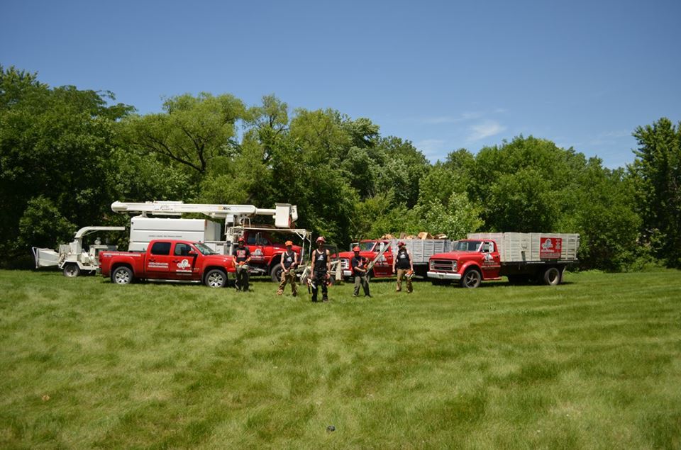 tree service lincoln arborist service 6.jpg