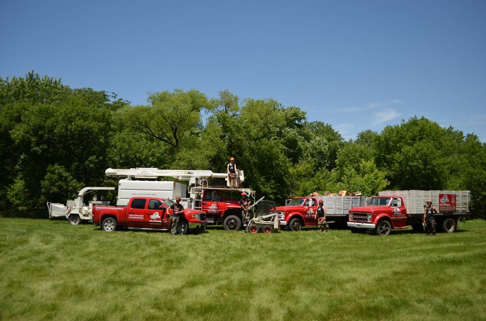 tree service lincoln arborist service 9.jpg