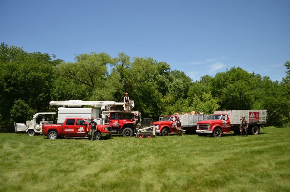 tree service lincoln arborist service 10.jpg