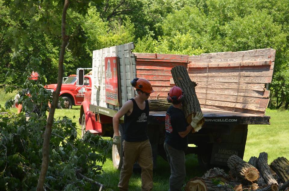 tree service lincoln arborist service 16.jpg