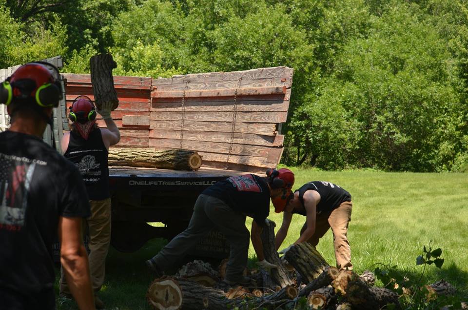 tree service lincoln arborist service 17.jpg