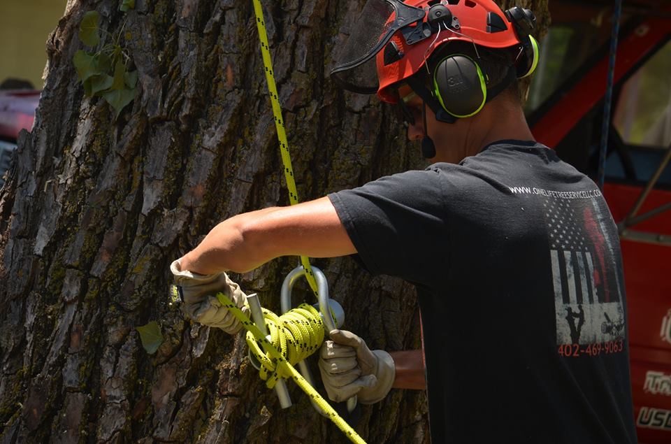 tree service lincoln arborist service 19.jpg