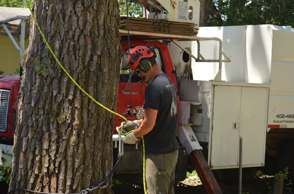 tree service lincoln arborist service 18.jpg