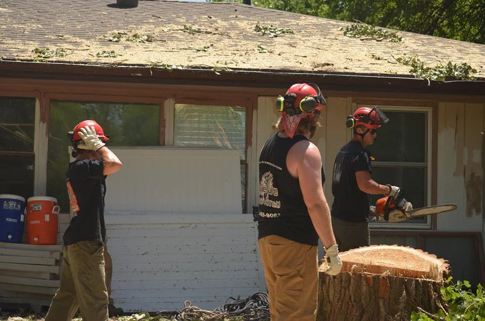 tree service lincoln arborist service 111.jpg