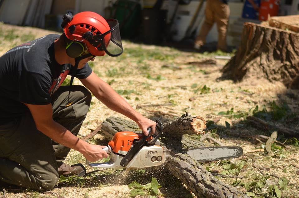 tree service lincoln arborist service 199.jpg