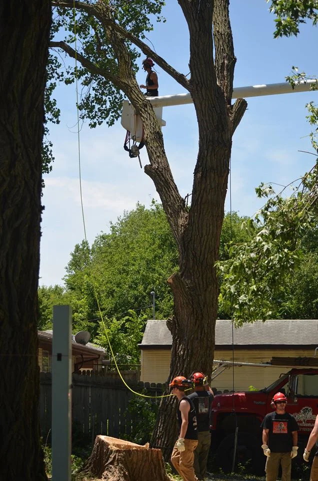 tree service lincoln arborist service 1111.jpg