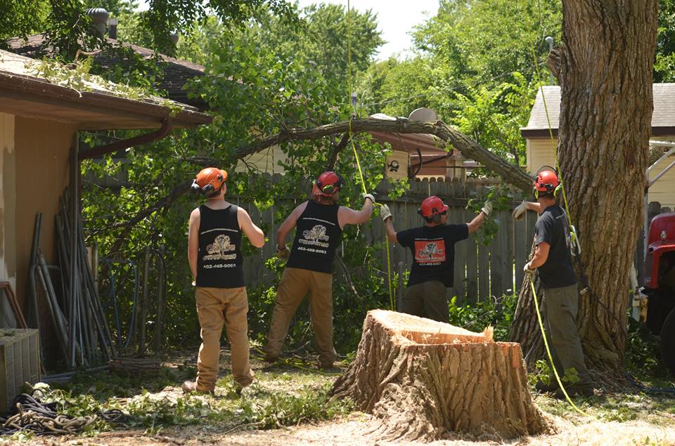 tree service lincoln arborist service 441.jpg