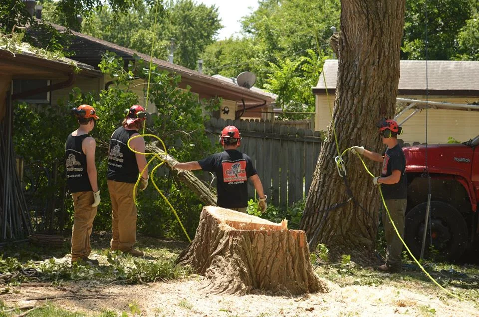 tree service lincoln arborist service 1333.jpg