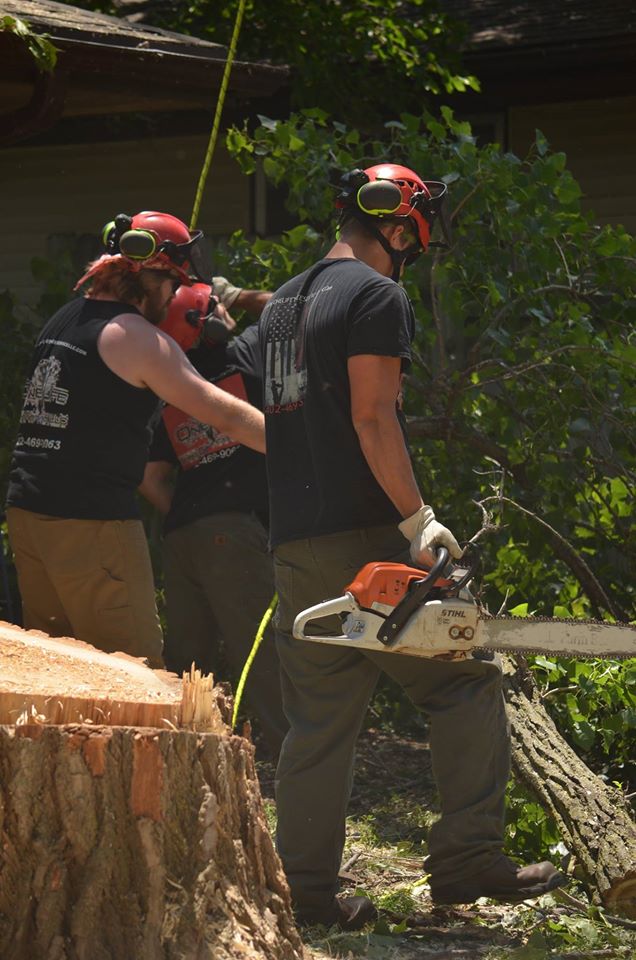 tree service lincoln arborist service 1555.jpg