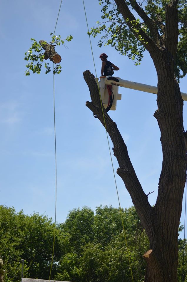 tree service lincoln arborist service 1567.jpg