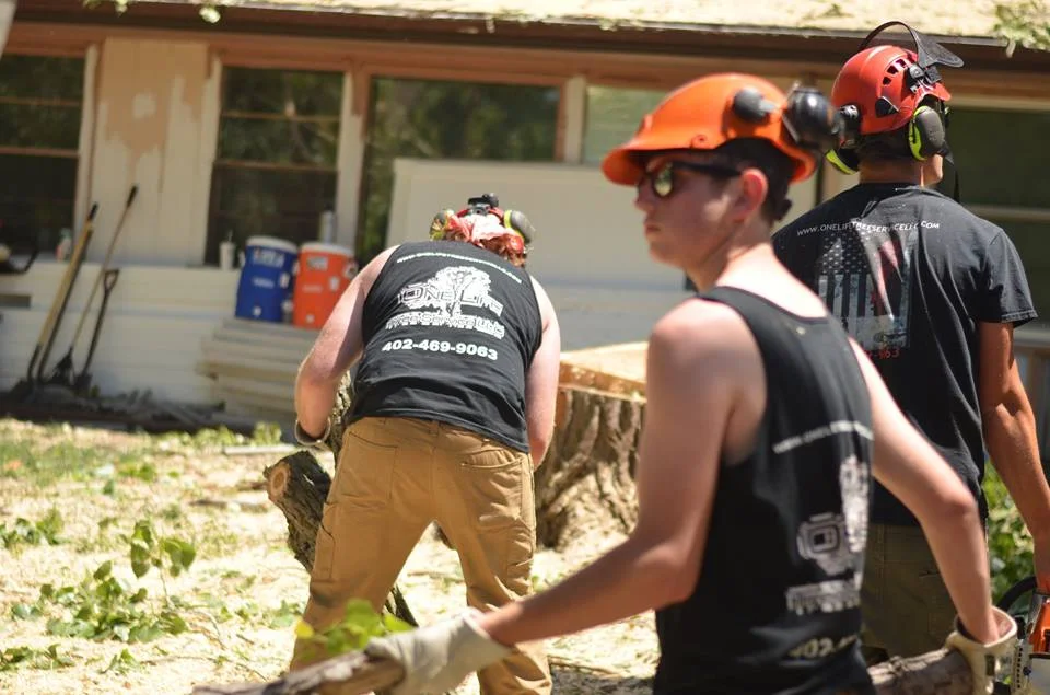 tree service lincoln arborist service 1807.jpg