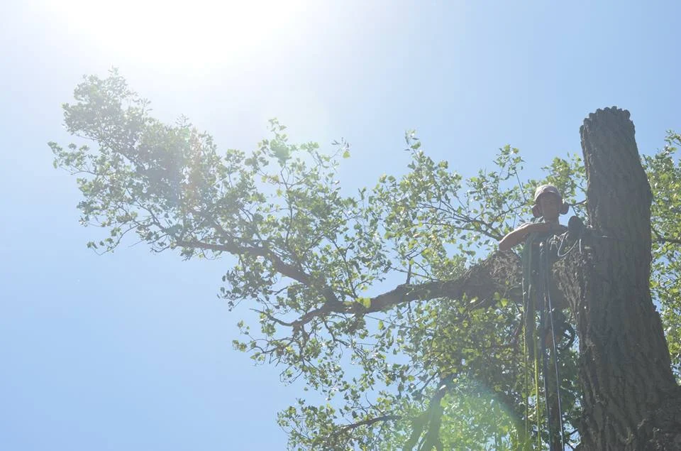 tree service lincoln arborist service 17867.jpg