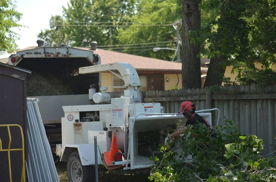 tree service lincoln arborist service 152267.jpg