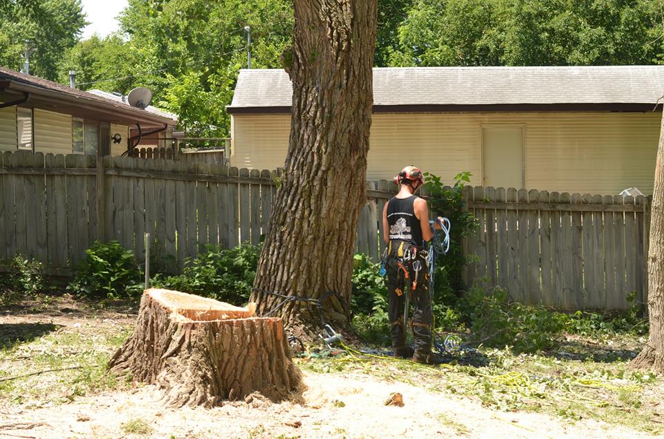 tree service lincoln arborist service 78891.jpg