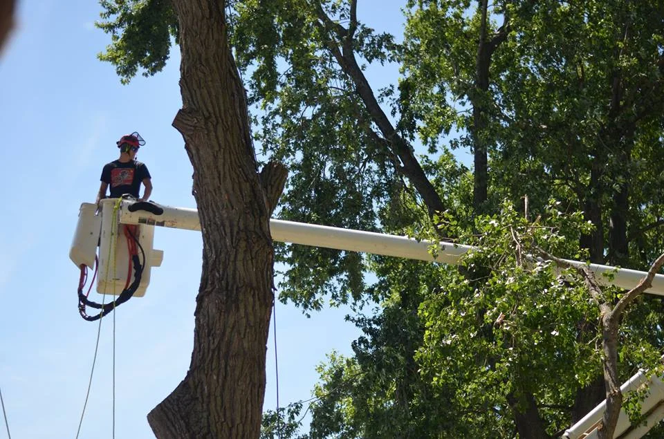 tree service lincoln arborist service 168900.jpg