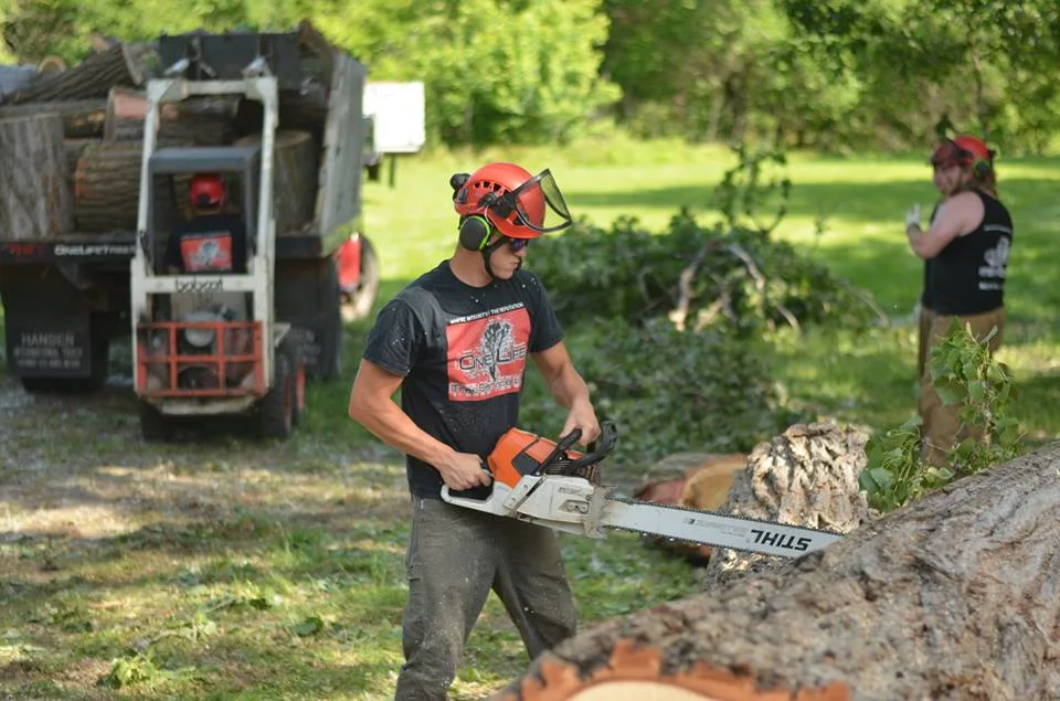 tree service lincoln arborist service677 1.jpg