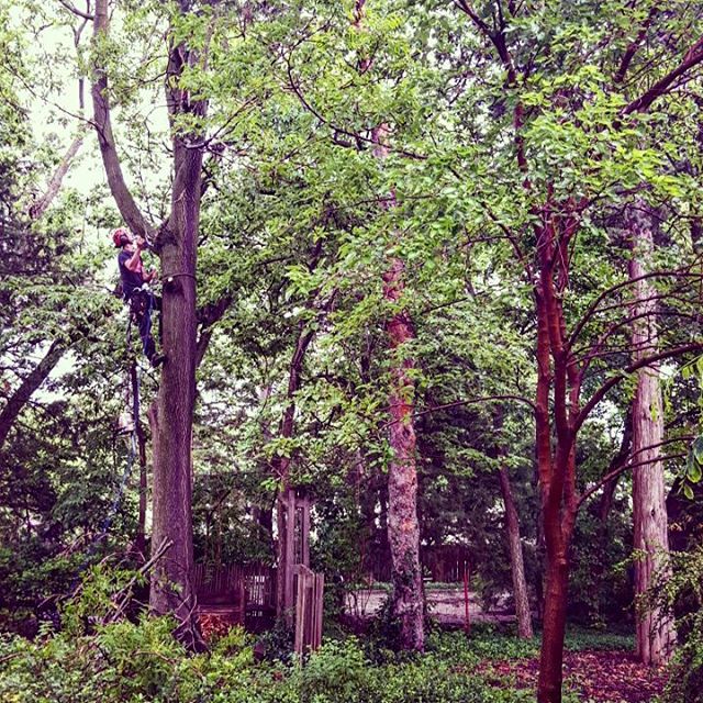 One Life Tree Service Amon Vanderlinden8.jpg