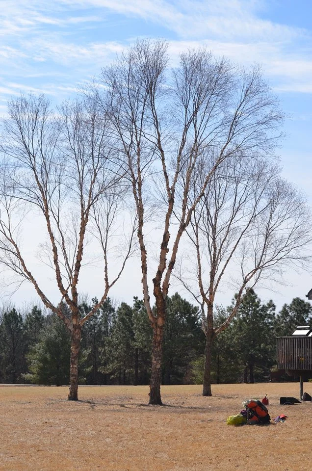 tree trimming lincoln ne 2.jpg