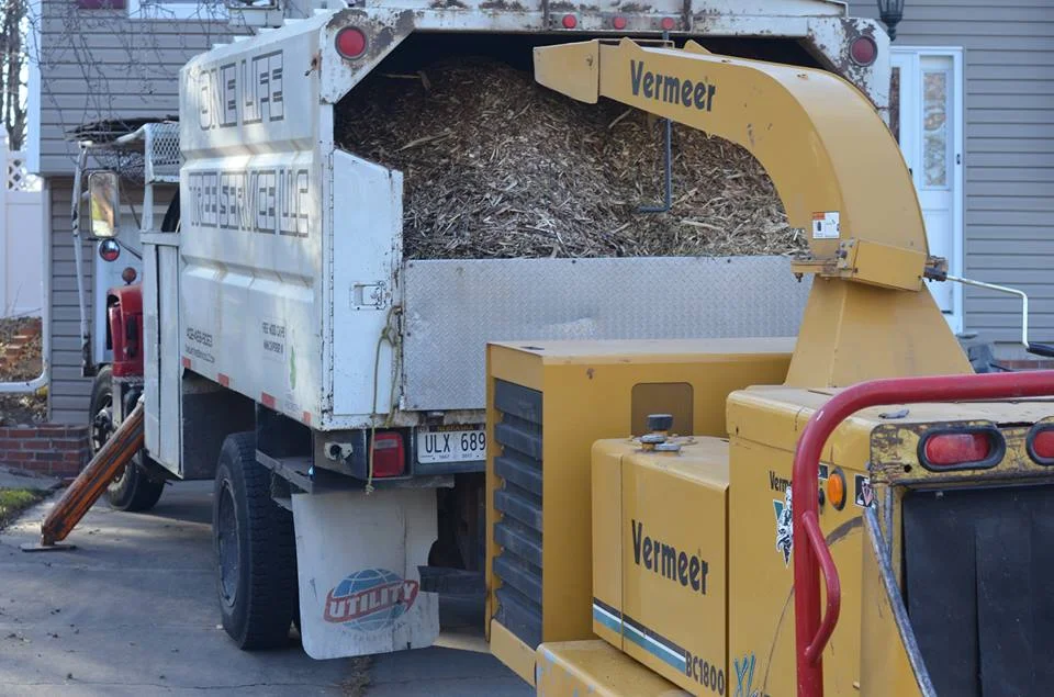 tree service lincoln ne 9.jpg