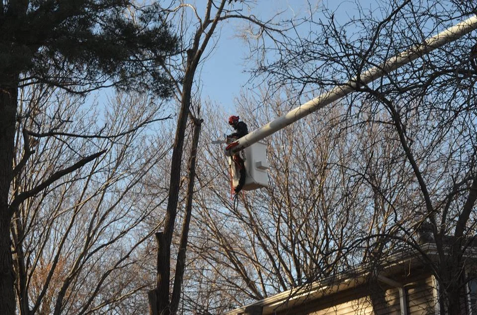 tree service lincoln ne 11.jpg