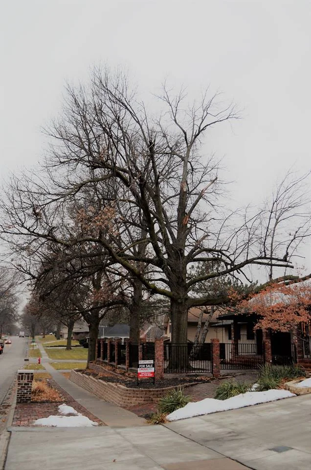 Best Tree Service In Lincoln Nebraska.jpg