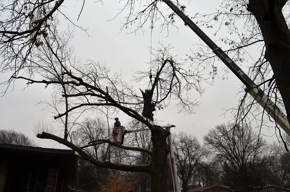 Best Tree Service In Lincoln Nebraska 12.jpg
