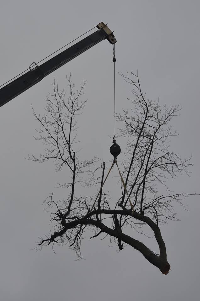 Best Tree Service In Lincoln Nebraska 15.jpg