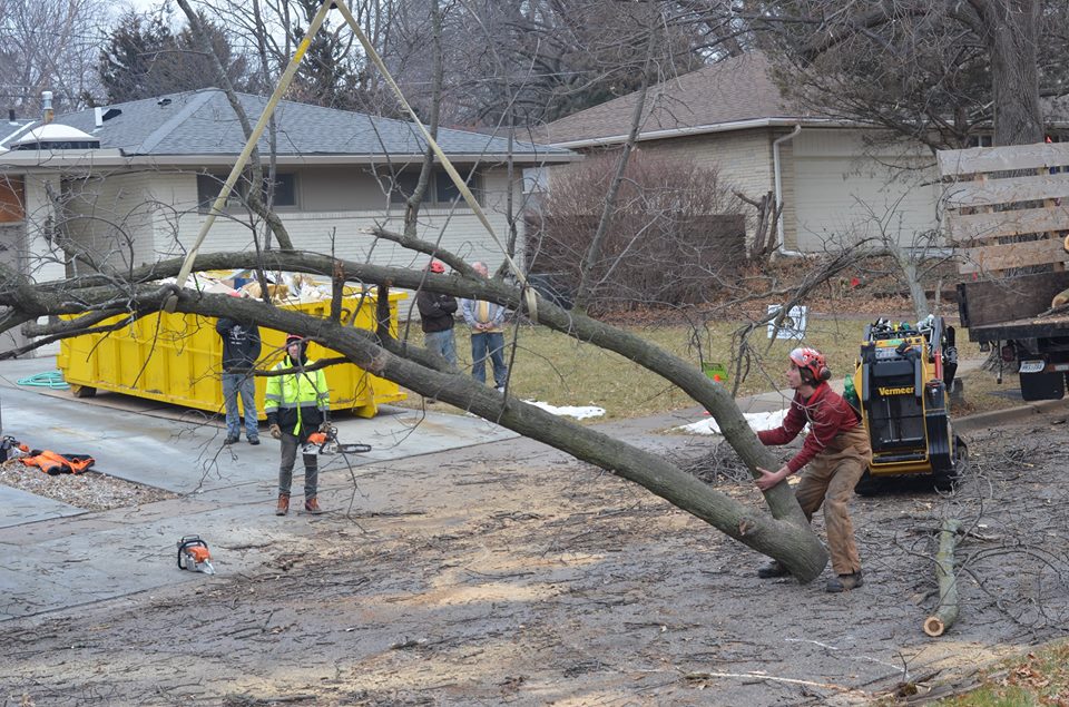 Best Tree Service In Lincoln Nebraska 16.jpg