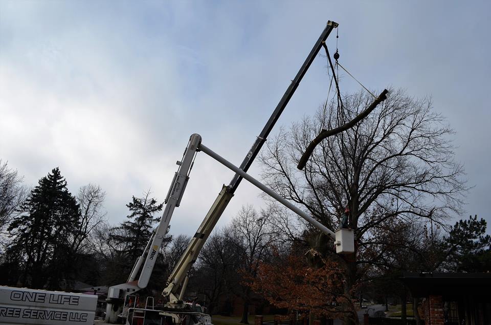 Best Tree Service In Lincoln Nebraska 22.jpg