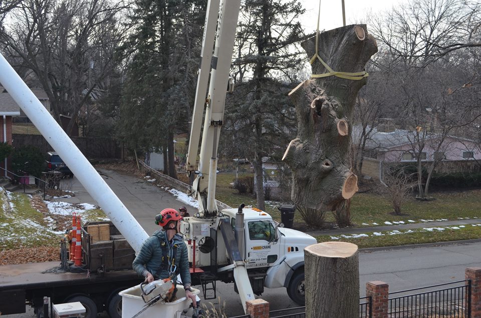 Best Tree Service In Lincoln Nebraska 28.jpg