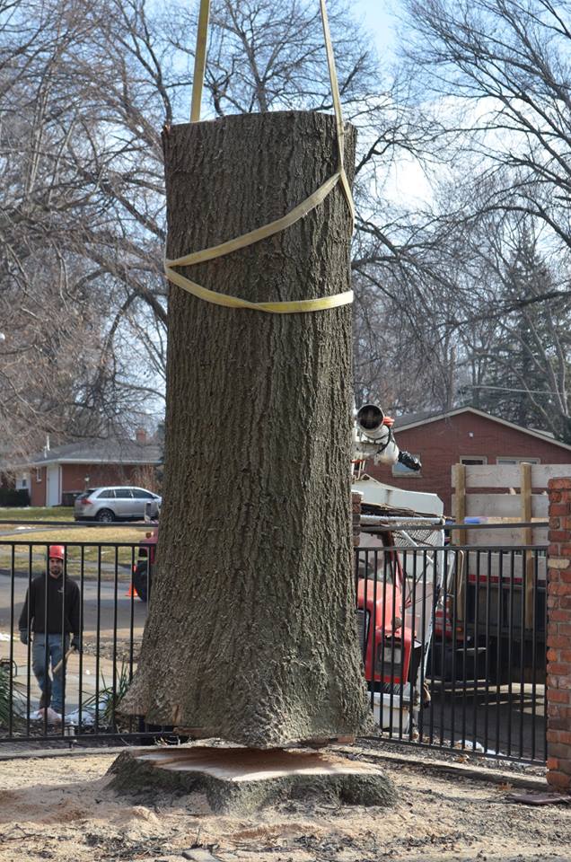 Best Tree Service In Lincoln Nebraska 31.jpg