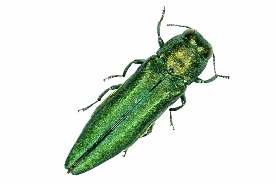 Lincoln EAB.png