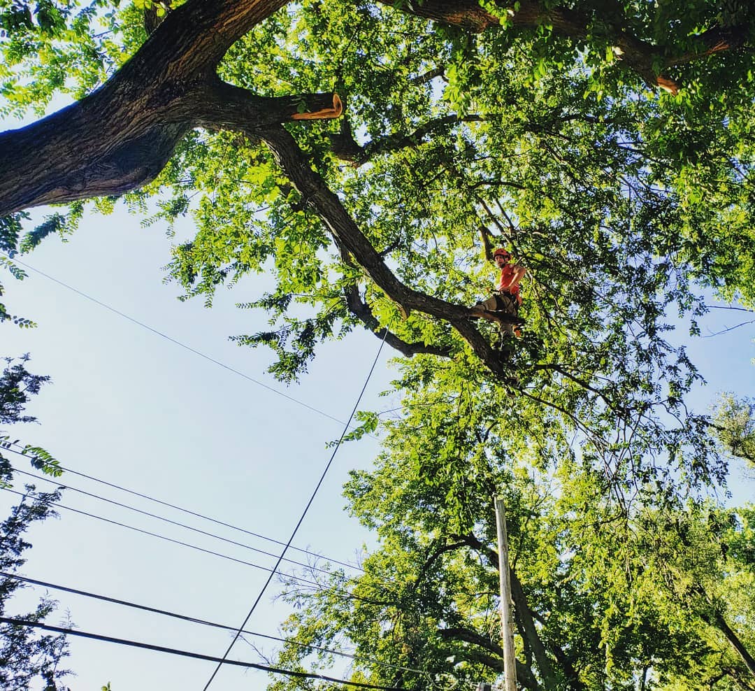 One Life Tree Service, Lincoln Nebraska, Arborist 5.jpg