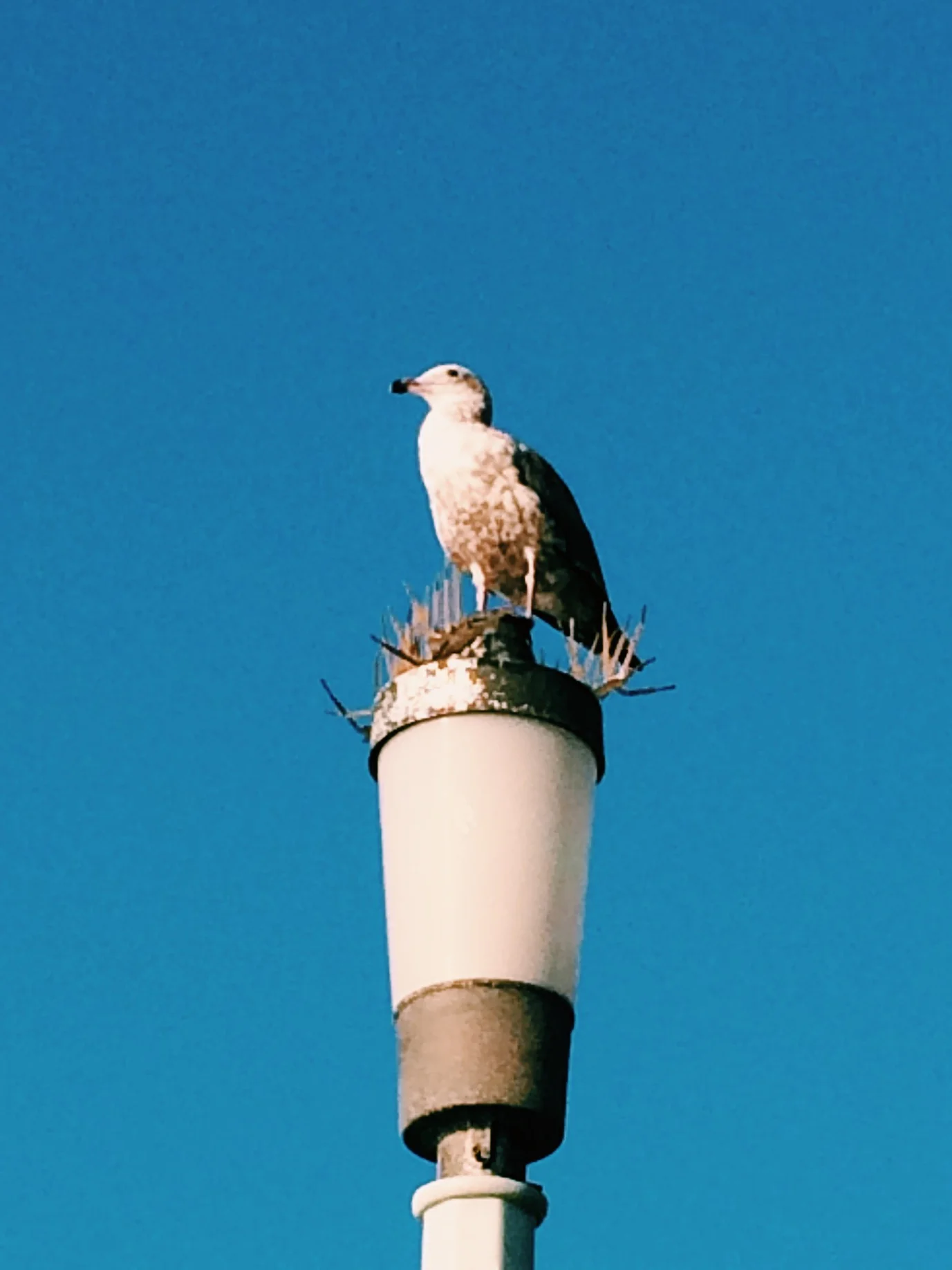 Bird found a loop hole. 