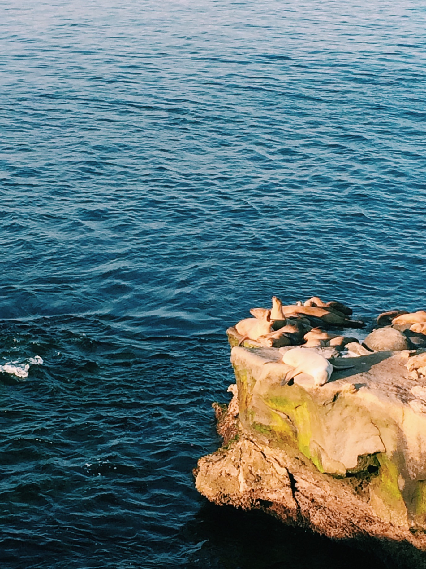 More sea dogs.