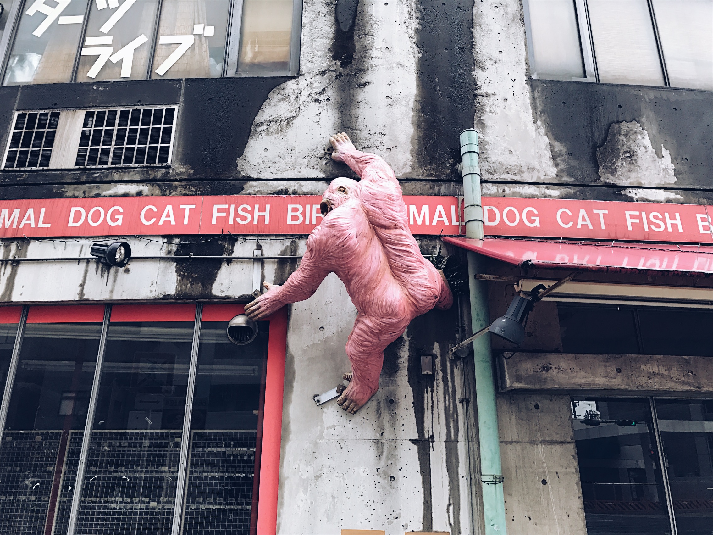 Pink ape !