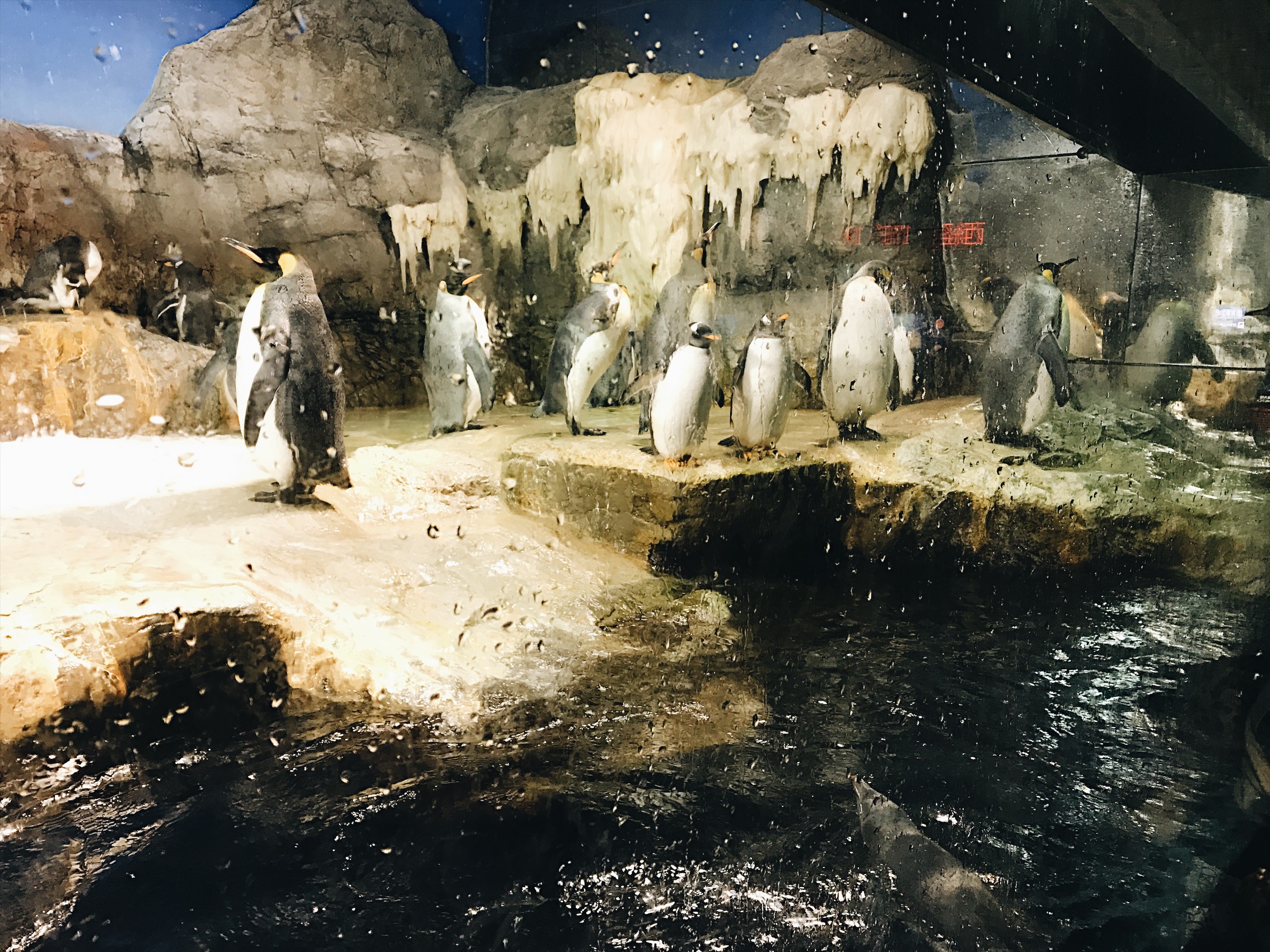 Did you guys know I love penguins? I do. 