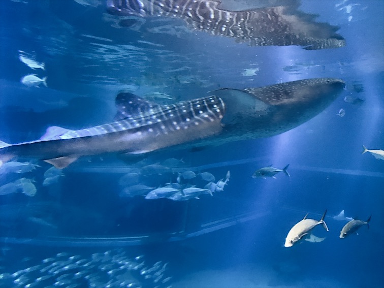 I was super excited to see a Whale Shark in person. 