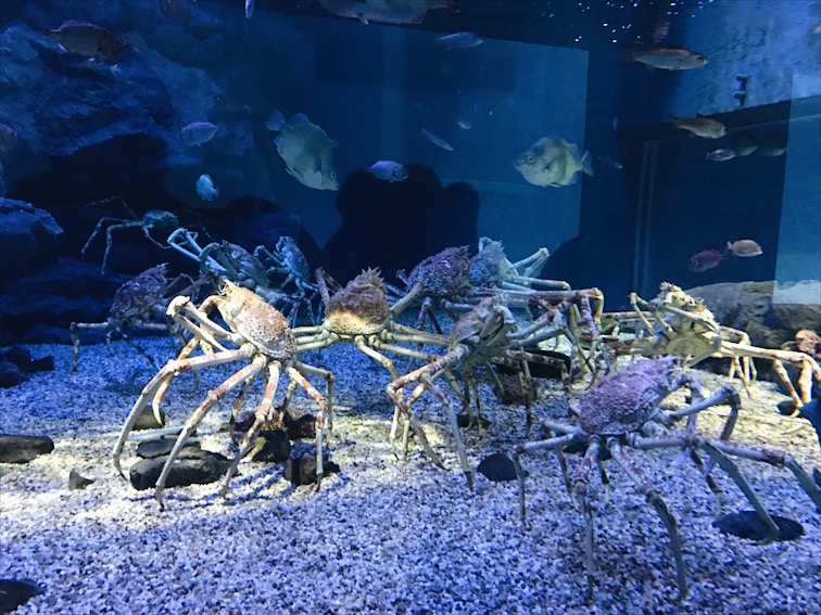 Am I the only one who gets hungry while staring at these crabs?
