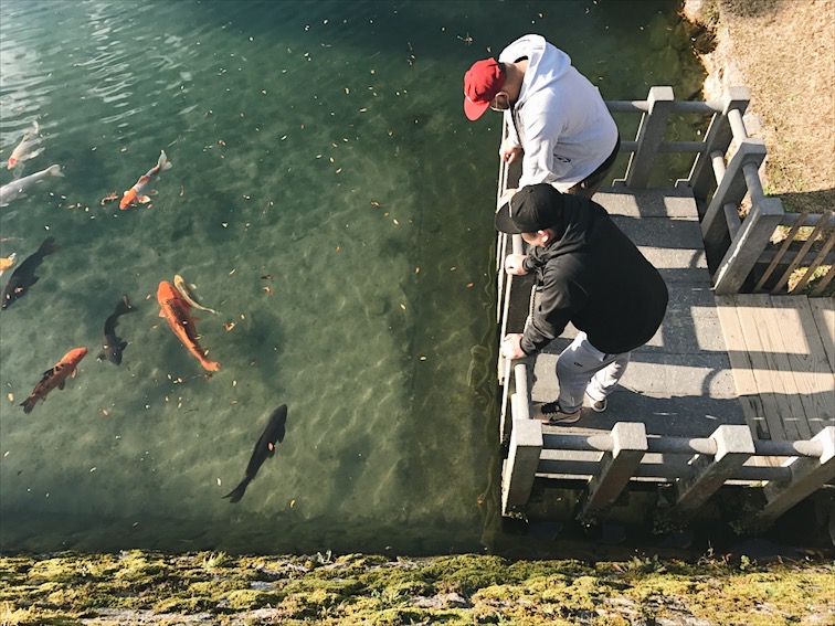 They say you gotta feed the Koi fish for good luck in Japan. 