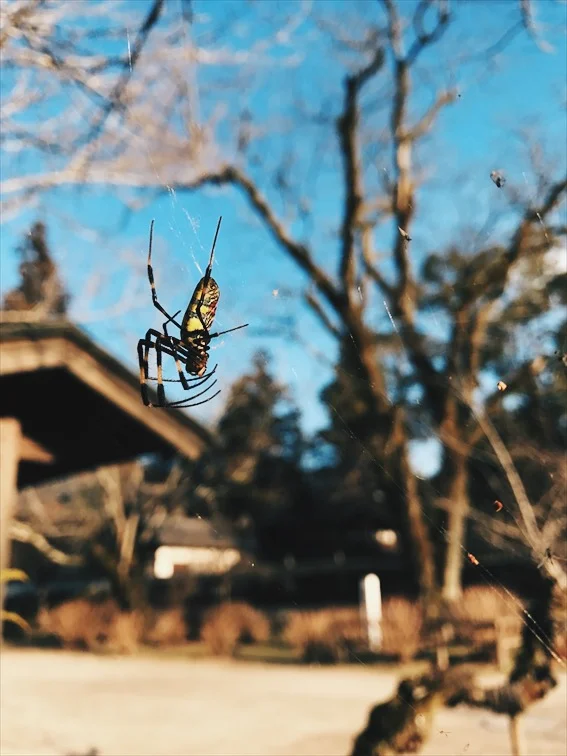 First spider I ever seen in Japan and I was super excited about it. FYI I love spiders!