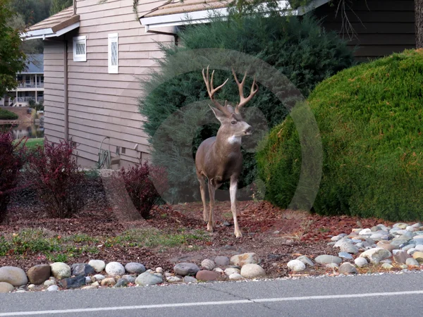 Lawn Art