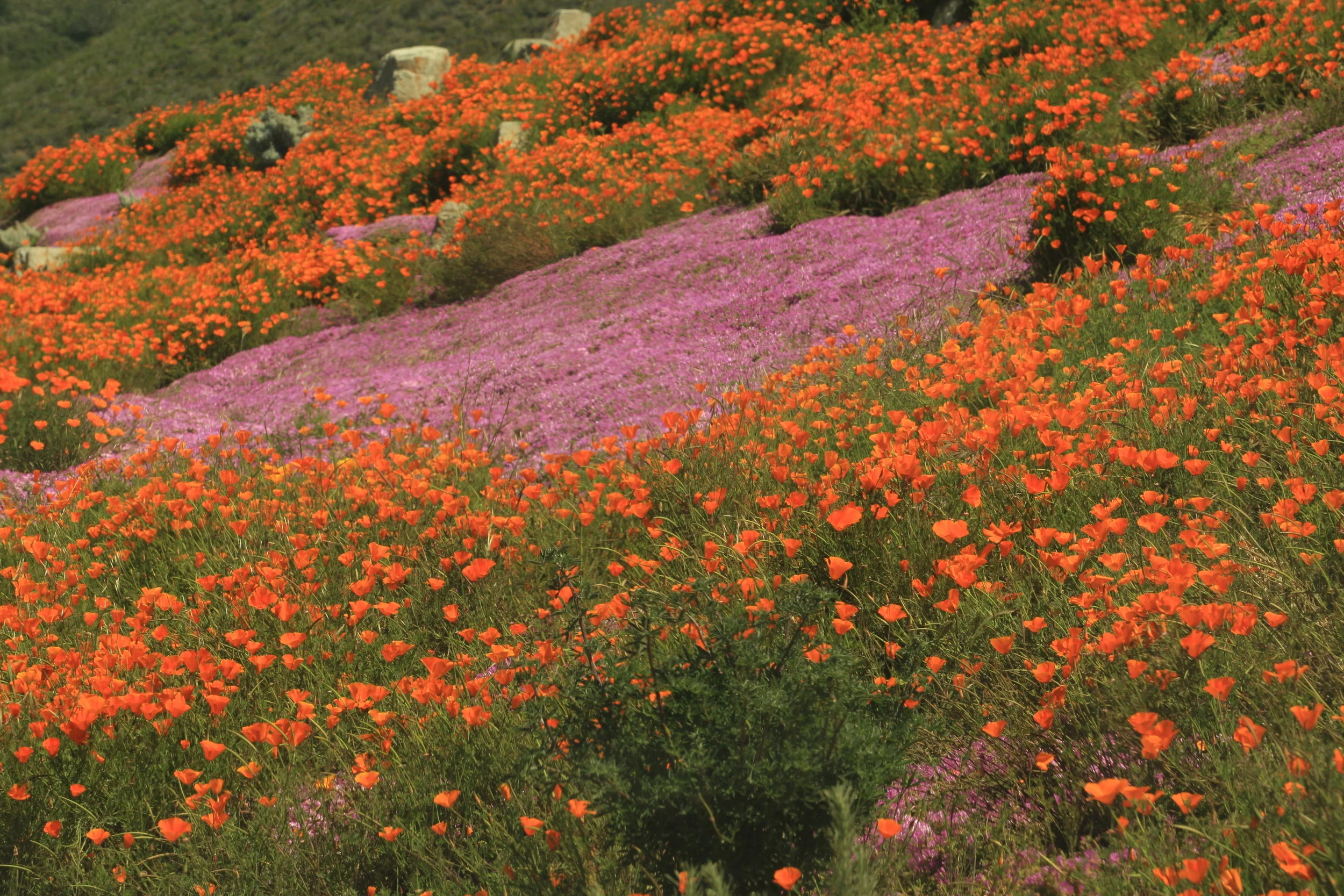 Wild Flowers